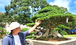 Cận cảnh tuyệt phẩm ‘Trực dáng làng’ 80 năm tuổi