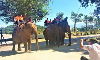 Cơ quan chức năng vào cuộc vụ voi chi chít vết thương oằn lưng chở khách