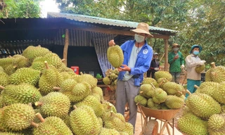 Hàng trăm nghìn tấn sầu riêng Đắk Lắk cần tìm đầu ra