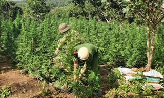 Công an nhổ bỏ và niêm phong toàn bộ số cây cần sa được trồng trái phép