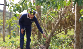 Về quê ăn Tết, vườn rẫy bị kẻ gian chặt phá tan hoang 