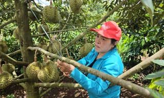 Tiền tỷ treo trên cây, nông dân thấp thỏm theo mưa gió