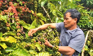 Việt Nam xuất khẩu cà phê đứng thứ 2 thế giới nhưng chưa làm chủ về giá