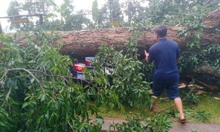 Cây cổ thụ bật gốc, đè ô tô bên đường