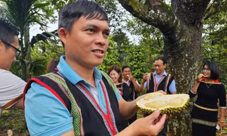 Hàng nghìn nông dân đổi đời, mua ô tô nhờ sầu riêng 