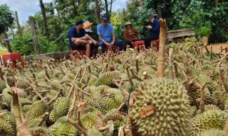 Hơn 100 tấn sầu riêng Đắk Lắk rụng sau cơn lốc, người dân đứng khóc