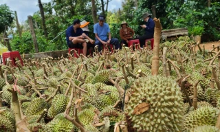 Hơn 100 tấn sầu riêng Đắk Lắk rụng sau cơn lốc, người dân đứng khóc