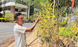 Mai rừng ‘hành hương’ xuống phố