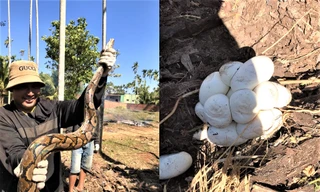 Người đàn ông phát hiện trăn dài 4m kèm ổ trứng