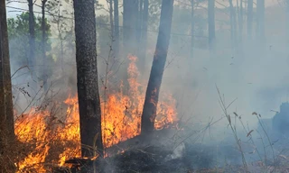 Lửa cháy đỏ rực rừng thông ở Đắk Nông: Sở Nông nghiệp nói gì?