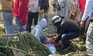 Cô gái ở Buôn Ma Thuột bị cây tùng đổ đè trúng người tử vong