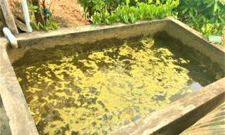 Nhà máy nước hiện đại nhất Đắk Lắk để không, người dân vẫn phải dùng nước hồ, nước mưa