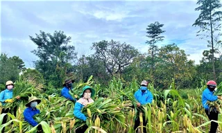 Các tình nguyện viên huyện Cư M'gar bẻ cành bắp cho gia súc