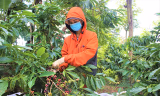 Khi hái cà phê, người dân vẫn trang bị khẩu trang, đảm bảo an toàn phòng chống dịch COVID-19