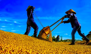 Giá cà phê tăng không cản nổi, giới phân tích nói gì? 