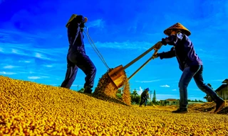 Giá cà phê tăng không cản nổi, giới phân tích nói gì? 