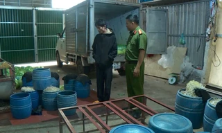 Vụ gần 3.000 tấn giá đỗ ngậm chất cấm: 6 cơ sở chưa được thanh, kiểm tra 