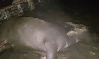 Hàng loạt trâu chết bất thường tại Đắk Lắk