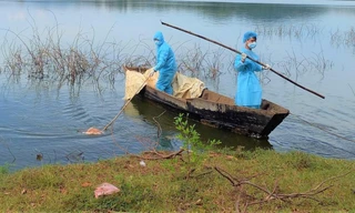 Trục vớt, tiêu hủy xác lợn lềnh bềnh trên hồ đẹp nhất Buôn Ma Thuột