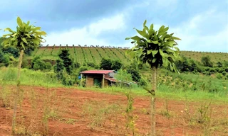 Đề nghị thu hồi giấy phép doanh nghiệp tự ý bán đất, chây ì nộp thuế 