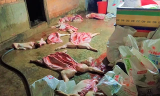 Gom gần tấn heo chết bốc mùi hôi thối mổ lấy thịt