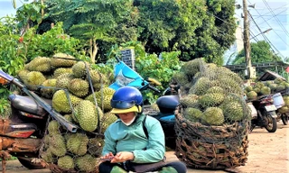 Tất tay với sầu riêng rồi 'bỏ của chạy lấy người'