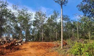 Nguyên giám đốc và người thân được cấp 'sổ đỏ' trên đất lâm nghiệp