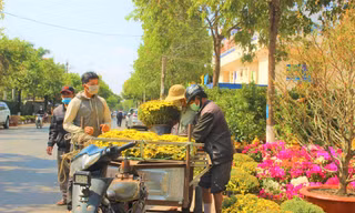 Chợ hoa xuân Buôn Ma Thuột đìu hiu, ‘ngóng’ khách xuống tiền