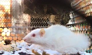 Đổ xô xem sóc trắng như tuyết, mắt đỏ cực hiếm