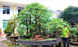 ‘Trang điểm’ cho cây khế 19 thân có 1 không 2 lung linh đón Tết