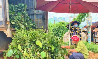 Nông dân chọn mua giống tiêu