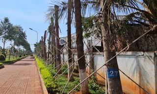 Nhiều cây xanh có dấu hiệu bị chết sau khi di dời tới công viên Sơn La