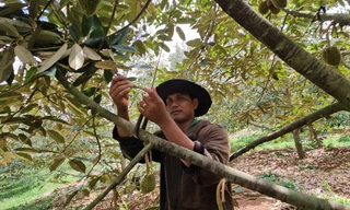 Sầu riêng rụng la liệt vì 'khát' nước, 'sốc' nhiệt 