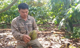 Clip người phụ nữ khóc tức tưởi vì kẻ xấu cắt phá gần 1.500 quả sầu riêng