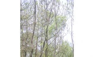 Nghệ An: Sâu róm hoành hành