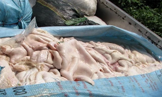 Da lợn bốc mùi hôi thối trên xe tải