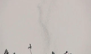 Sự thật về 2 cây sui cổ thụ 'bốc khói' ở Tuyên Quang