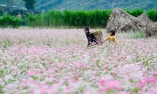 Cuộc thi viết Trà sữa cho tâm hồn: Giấc mơ ở lại mùa tam giác mạch