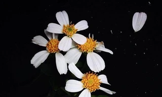 Cuộc thi viết Trà sữa cho tâm hồn: Đi qua những mùa hoa dại mà lớn lên 