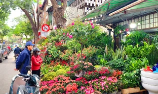 Hà Nội: Chợ hoa, cây cảnh Hoàng Hoa Thám rực rỡ hương xuân sắc Tết 