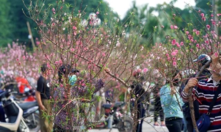 Đào quất 'ê hề', tiểu thương quyết không hạ giá dù sức mua kém