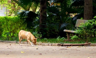 Vườn hoa 52 tỷ đồng giữa lòng Hà Nội xuống cấp thành nơi thả rông thú nuôi