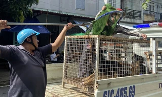 Bình Dương mạnh tay xử lý chó thả rông, phạt nguội chủ vật nuôi