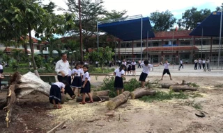 Thêm cây phượng bất ngờ bật gốc, trường tiểu học hú vía