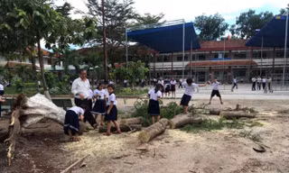 Thêm cây phượng bất ngờ bật gốc, trường tiểu học hú vía