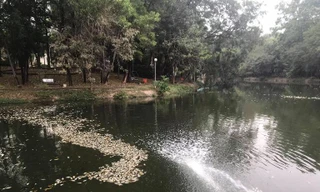 Lộ nguyên nhân cá chết phủ trắng kênh ở Bình Dương