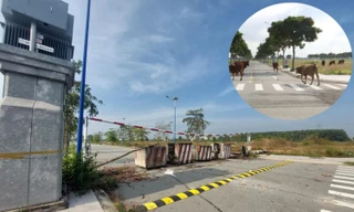 Cảnh hoang tàn khu nhà ở Đại Nam trên ‘đất vàng’ 