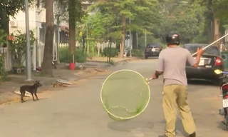 Bình Dương xử lý mạnh với nạn chó thả rông