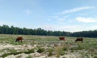 Bị tố vẽ dự án ‘ma’ lừa khách hàng, giám đốc lại đổ lỗi cho nhân viên