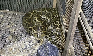 Người đàn ông ở Bình Phước bị con trăn siết cổ tử vong